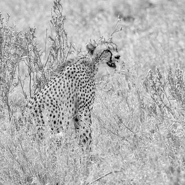Een Cheetah Zitten Zuidelijke Afrikaanse Savanne — Stockfoto