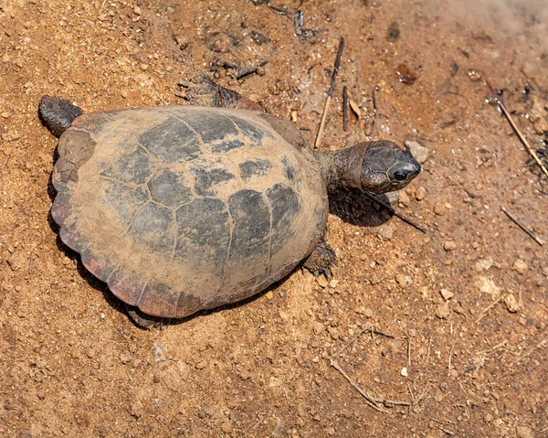 Terrapin Lado Rio África Austral — Fotografia de Stock