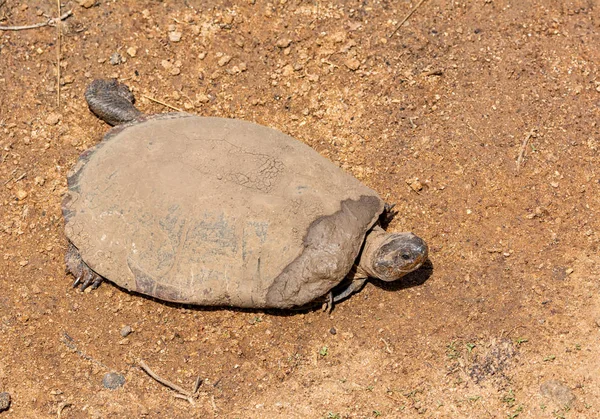 Terrapin Junto Río Sur África —  Fotos de Stock