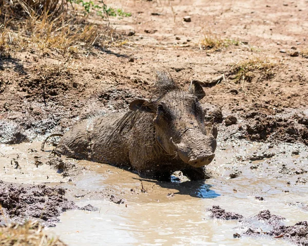 Phacochère Qui Prend Bain Boue Merveilleux Par Une Journée Très — Photo