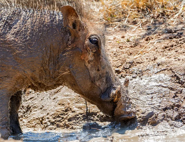 Een Warthog Hebben Een Prachtige Modderbad Een Zeer Warme Dag — Stockfoto