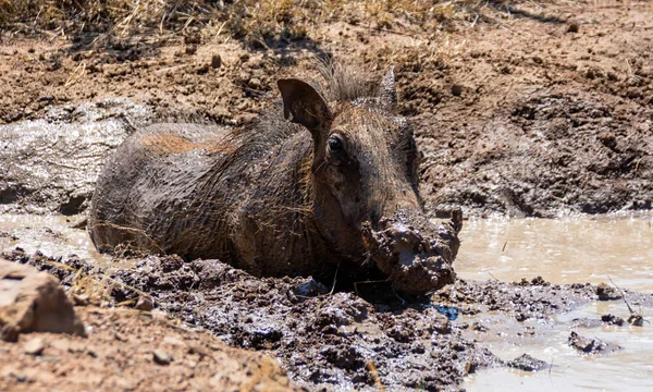 Een Warthog Hebben Een Prachtige Modderbad Een Zeer Warme Dag — Stockfoto