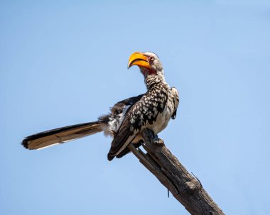 Sarı gagalı kartallar içinde Güney Afrika savana bir ağaca tünemiş