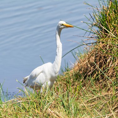 Güney Afrika'da bir nehir tarafından Sarı gagalı balıkçıl