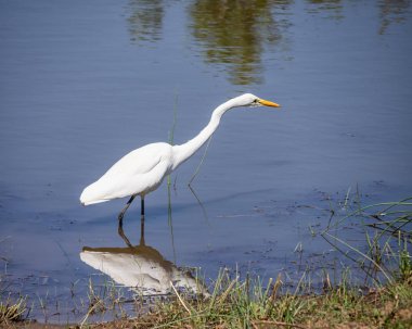 Güney Afrika'da bir nehir tarafından Sarı gagalı balıkçıl