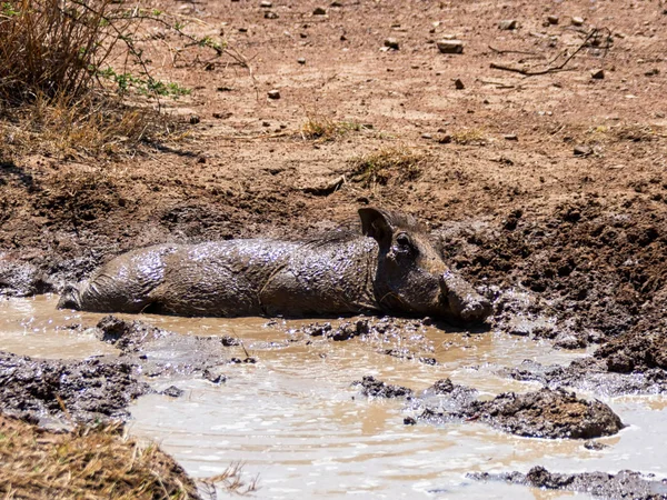 Phacochère Qui Prend Bain Boue Merveilleux Par Une Journée Très — Photo