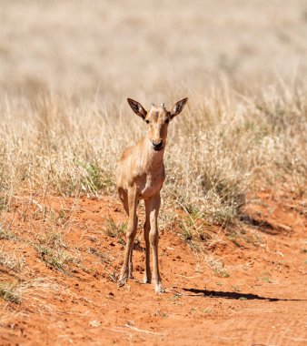 Güney Afrika savana bir kırmızı Hartebeest buzağı
