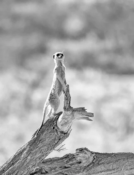 Wartownik Stojący Meerkat Zmarłe Drzewo Południowej Afrykańskiej Sawanny — Zdjęcie stockowe