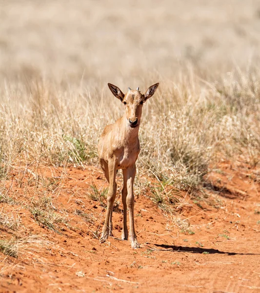 Becerro Hartebeest Rojo Sabana Del Sur África —  Fotos de Stock