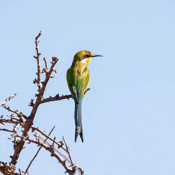 A Swallow-tailed Bee-eater perched on a tree in Southern African savanna