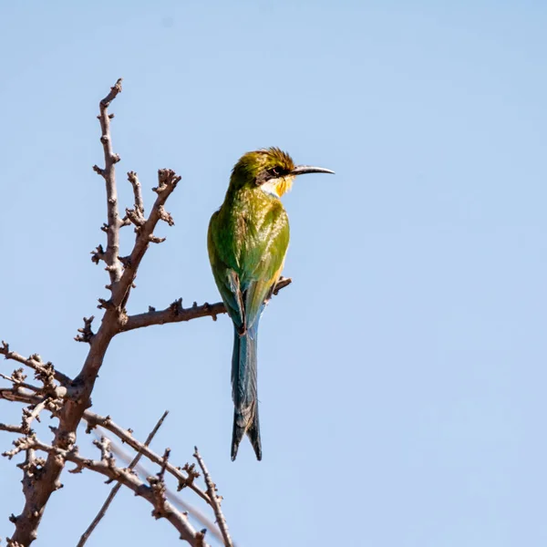 A Swallow-tailed Bee-eater perched on a tree in Southern African savanna