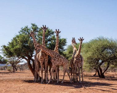 Zürafalar içinde Güney Afrika savana bir grup