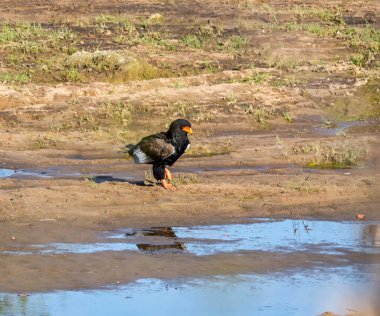 Bir bateleur Güney Afrika savana bir nehir tarafından kartal