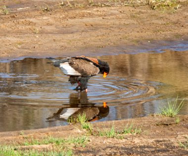 Bir bateleur Güney Afrika savana bir nehir tarafından kartal