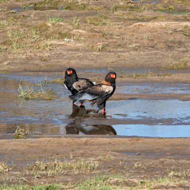 Bir çift tarafından Güney Afrika savana bir nehirde Bateleur kartal