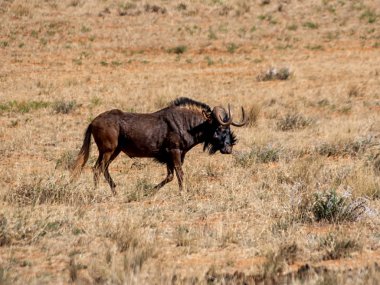 Güney Afrika savana bir siyah Wildebeest