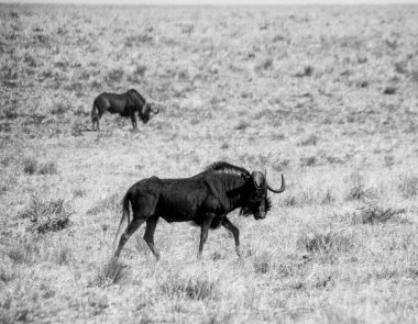 Güney Afrika savana bir siyah Wildebeest