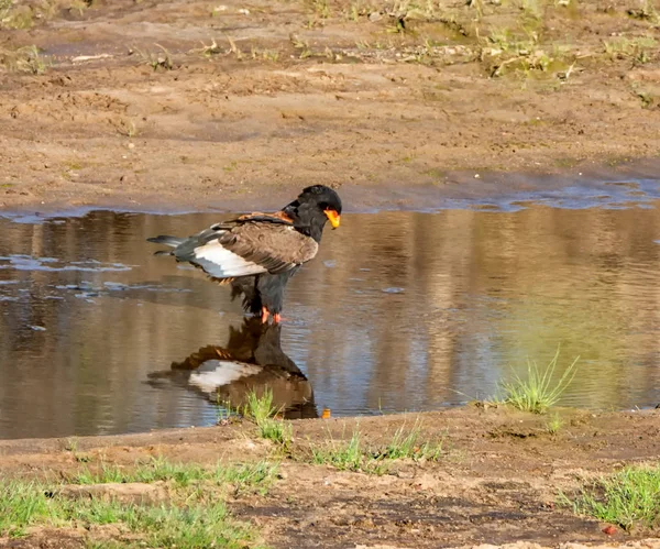 Bateleur Eagle River Jižní Africké Savany — Stock fotografie