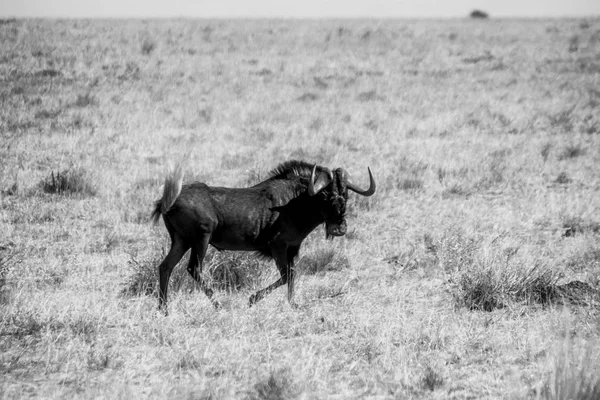 Een Zwarte Wildebeest Zuidelijke Afrikaanse Savanne — Stockfoto