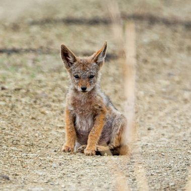 A young Black-backed jackal in Southern African savanna clipart