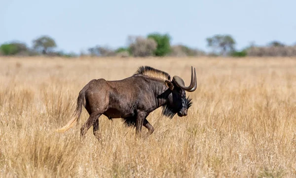 Een Zwarte Wildebeest Zuidelijke Afrikaanse Savanne — Stockfoto
