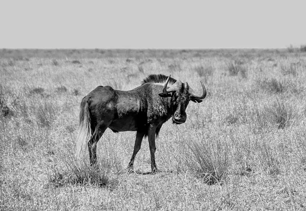 Black Wildebeest Södra Afrikanska Savannen — Stockfoto