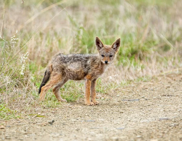 Young Black Backed Jackal Southern African Savanna — Stock Photo, Image