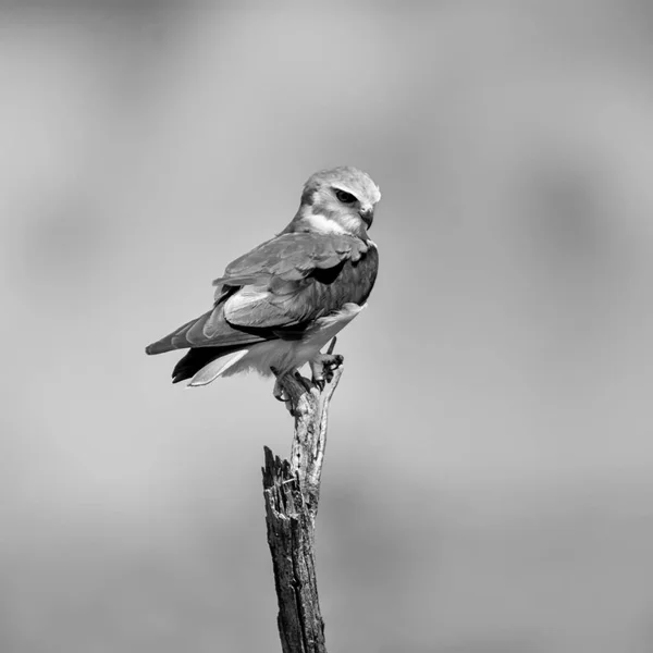 Svart Shouldered Kite Uppflugen Ett Dött Träd Södra Afrikanska Savanna — Stockfoto