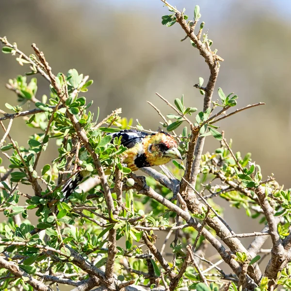 Barbet Crestado Posado Árbol Sabana Del Sur África —  Fotos de Stock