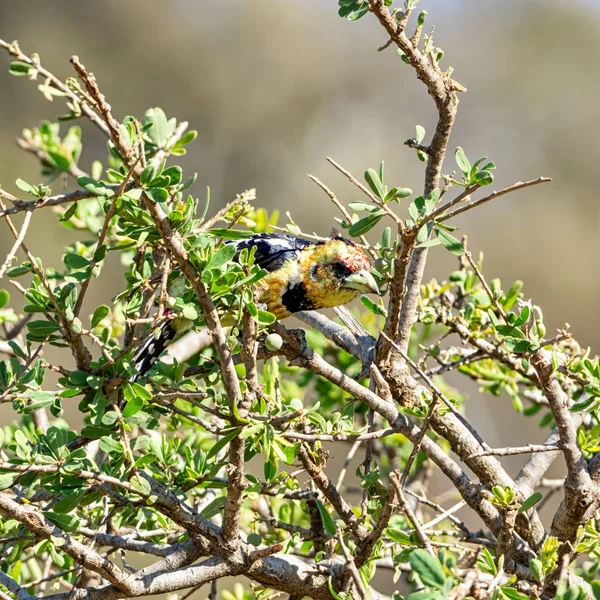 Eine Schopfbarbe Einem Baum Der Südafrikanischen Savanne — Stockfoto