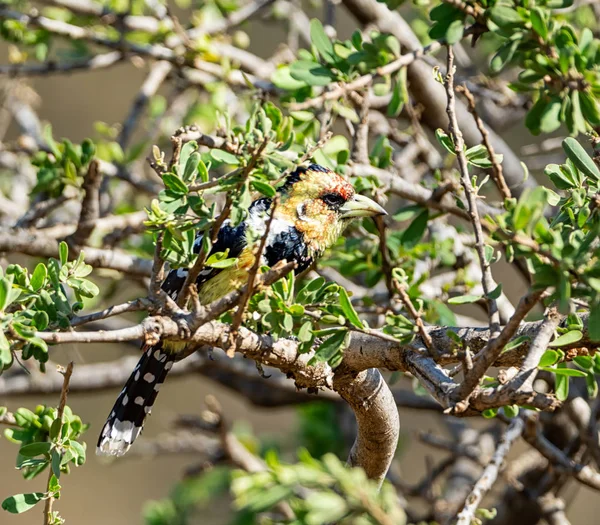 Crested Barbet Uppe Ett Träd Södra Afrika Savanna — Stockfoto