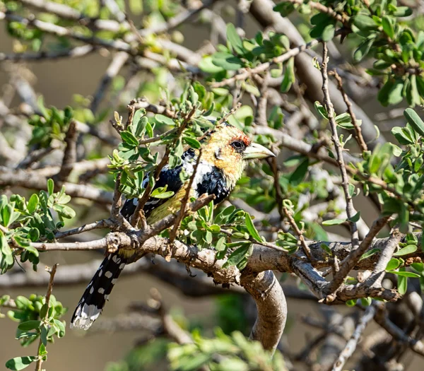 Crested Barbet Perched Tree Southern African Savanna — Stock Photo, Image