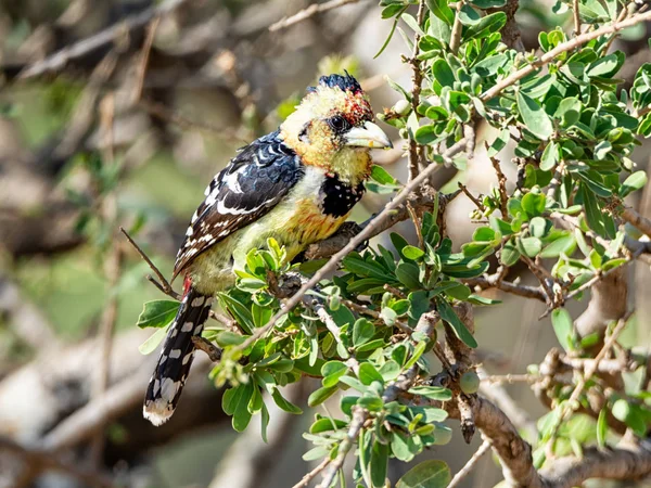 Crested Barbet Perched Tree Southern African Savanna — Stock Photo, Image