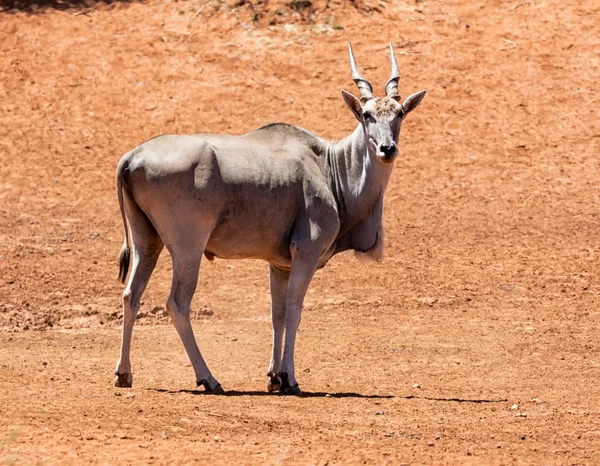 Una Bolla Terra Nella Savana Dell Africa Australe — Foto Stock