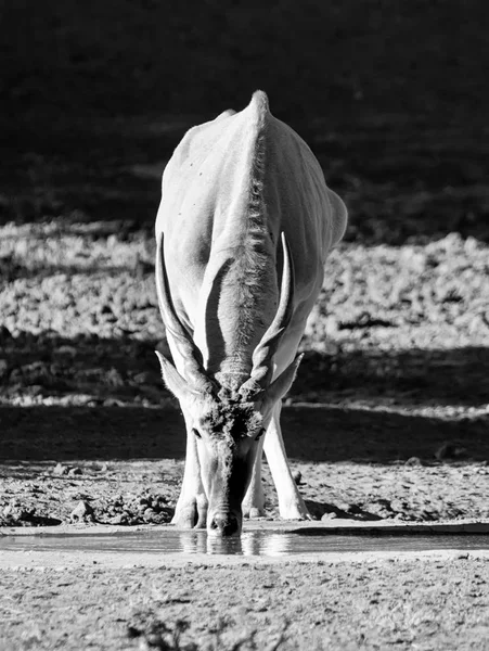 Антилопа Канна Бик Південної Африки Савана — стокове фото