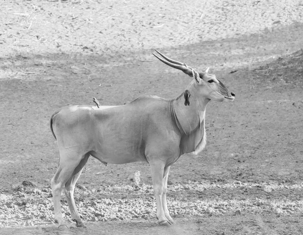 Eland Bull Południowej Afrykańskiej Sawanny — Zdjęcie stockowe
