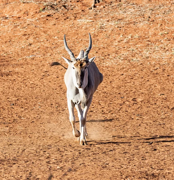 Taureau Eland Dans Savane Afrique Australe — Photo