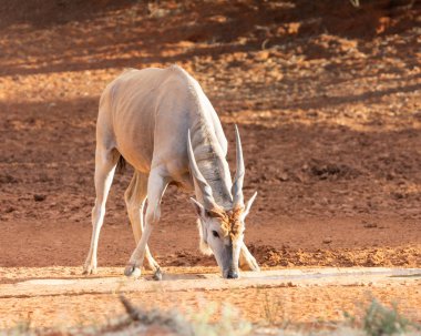 Eland bull Güney Afrika savana bir sulama delik adlı