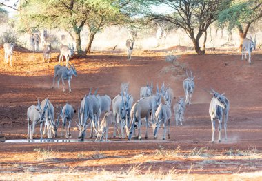 Eland sürüsü, Güney Afrika savana bir sulama delik