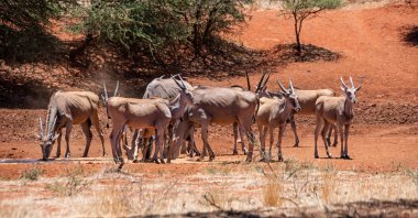 Eland sürüsü, Güney Afrika savana bir sulama delik
