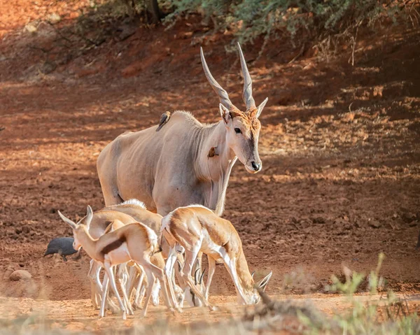 Una Bolla Terra Nella Savana Dell Africa Australe — Foto Stock