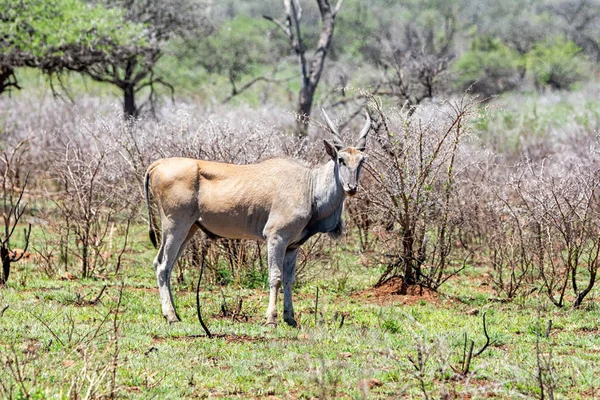 Een Eland Stier Permanent Zuid Afrikaanse Savanne — Stockfoto