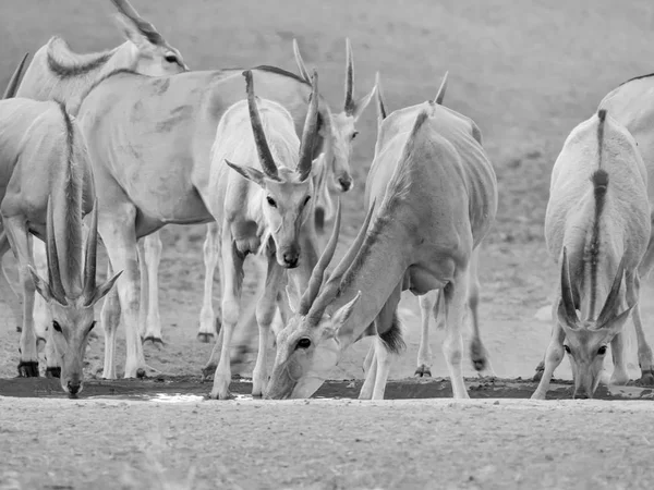 Стадо Антилопа Канна Водопій Південної Африки Савана — стокове фото