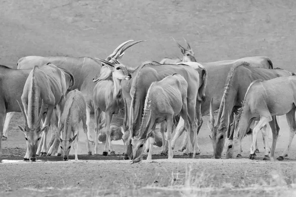 Flock Eland Vid Ett Vattenhål Södra Afrikanska Savannen — Stockfoto