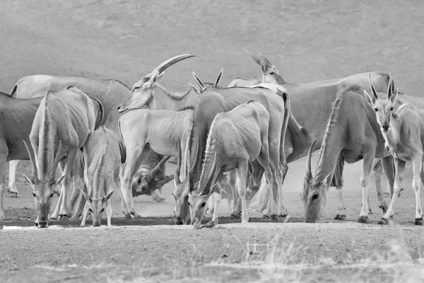 Flock Eland Vid Ett Vattenhål Södra Afrikanska Savannen — Stockfoto