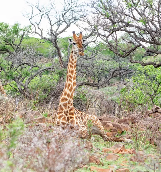 Giraffe Southern African Savanna — Stock Photo, Image