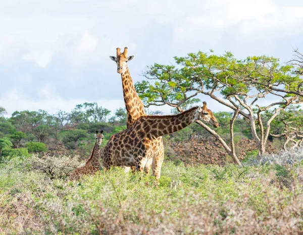 Giraffe Family Southern African Savanna — Stock Photo, Image