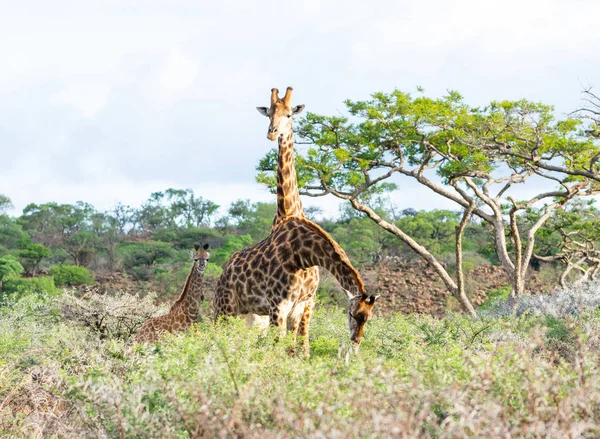 Giraffe Family Southern African Savanna — Stock Photo, Image