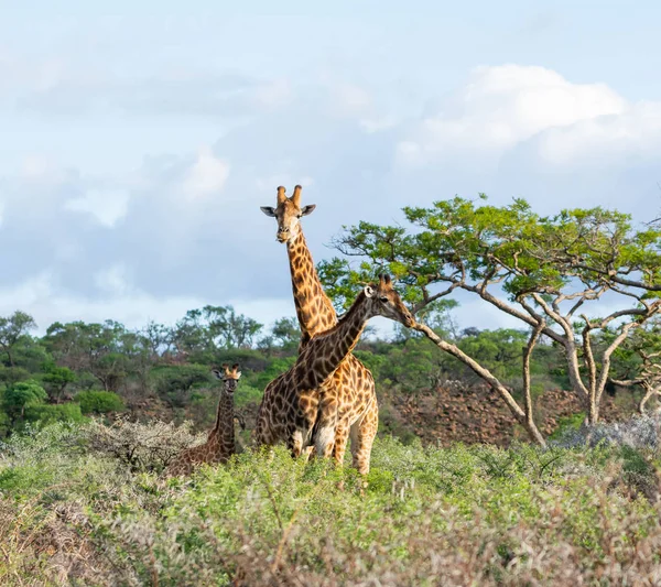 Giraffe Family Southern African Savanna — Stock Photo, Image