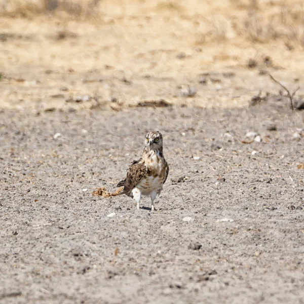 Juvenile Black Breasted Snake Eagle Southern African Savanna — Stock Photo, Image